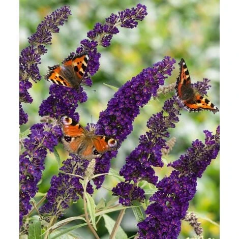Buddleja Davidii Black Knight "Albero Delle Farfalle" Pianta In Vaso 9 Cm 2 Buddleja Davidii Black Knight "Albero Delle Farfalle" Pianta In Vaso 9 Cm - immagine 2