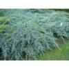 Ginepro Cinese "Juniperus Chinensis Blue Alps" Pianta Tappezzante In Vaso H. 40/60 Cm