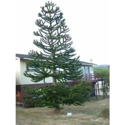 Pino Del Cile "Araucaria Araucana" Pino Del Parana' Pianta In Vaso 19 Cm H. 25/30 Cm -Negozio al dettaglio Evergreen 40907707 3