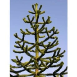Pino Del Cile "Araucaria Araucana" Pino Del Parana' Pianta In Vaso 19 Cm H. 25/30 Cm -Negozio al dettaglio Evergreen 40907707 4