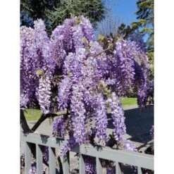 Glicine "Wisteria" Pianta Rampicante In Vaso 20 Cm H. 170/200 Cm Con Canna -Negozio al dettaglio Evergreen 41009823 4