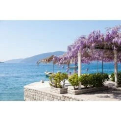 Glicine "Wisteria" Pianta Rampicante In Vaso 20 Cm H. 170/200 Cm Con Canna -Negozio al dettaglio Evergreen 41009823 5