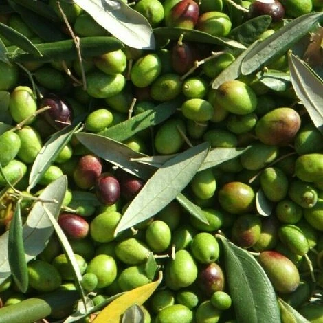 Pianta Albero Di OLIVO Da Olio NOCE DELL'ETNA Oliva Ulivo H 100/130CM FOTO REALE 1 Pianta Albero Di OLIVO Da Olio NOCE DELL'ETNA Oliva Ulivo H 100/130CM FOTO REALE