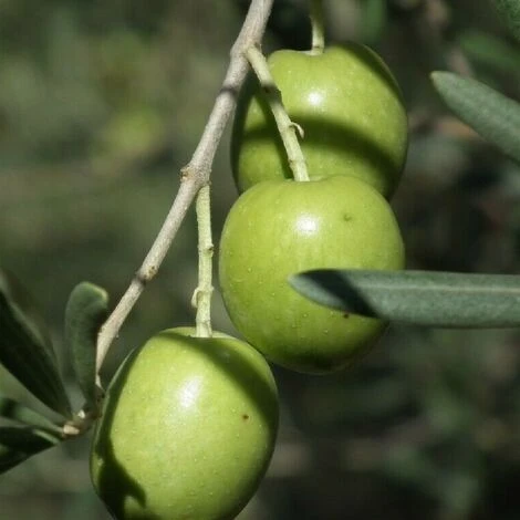 Pianta Albero Di OLIVO Da Tavola TONDA IBLEA Ulivo H 100/130CM FOTO REALE 1 Pianta Albero Di OLIVO Da Tavola TONDA IBLEA Ulivo H 100/130CM FOTO REALE