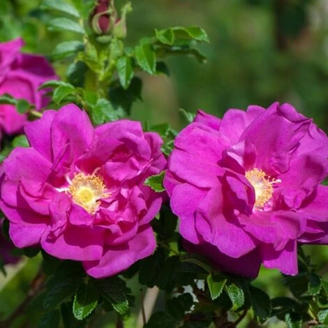 Dark Foxy 1 Dark Foxy