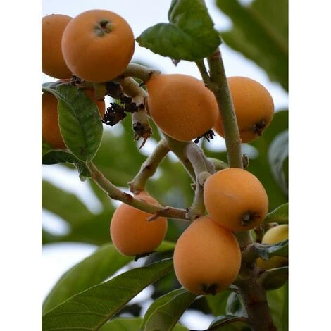 Albero Nespolo Giappone - Alberi Da Frutto 1 Albero Nespolo Giappone - Alberi Da Frutto