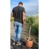 Ulivo Olivo "Olea Europea" Pianta In Vaso 33 Cm Circ. Tronco 10/12 Cm FOTO REALI