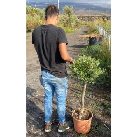 Ulivo Olivo "Olea Europea" Pianta In Vaso 33 Cm Circ. Tronco 10/12 Cm FOTO REALI 2 Ulivo Olivo "Olea Europea" Pianta In Vaso 33 Cm Circ. Tronco 10/12 Cm FOTO REALI - immagine 2