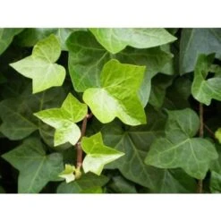 Edera Comune "Hedera Helix" 3 Piante Rampicanti In Vaso H. 60/80 Cm Con Canna