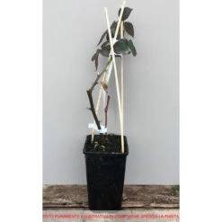 Negozio al dettaglio Evergreen -Negozio al dettaglio Evergreen 4699526 2