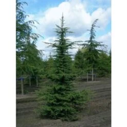 Cedro Del Libano "Cedrus Libani" Pianta In Vaso 13 Cm -Negozio al dettaglio Evergreen 47297078 4