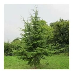 Cedro Del Libano "Cedrus Libani" Pianta In Vaso 13 Cm -Negozio al dettaglio Evergreen 47297078 5