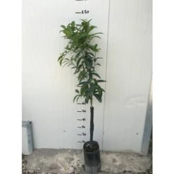 Pianta Di Arancio Valencia In Fitocella -Negozio al dettaglio Evergreen 47946108 3