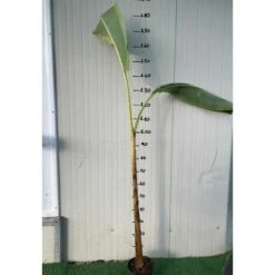 Pianta Di BANANO BLUE JAVA 'Musa Acuminata', BANANO BLU In Vaso H. 140 Cm Foto Reali -Negozio al dettaglio Evergreen 48410463 3