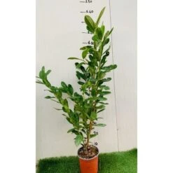 50 PIANTE DI LAURO CERASO LAUROCESASUS (LAUROCERASO) H 120/130CM SIEPI ALTE -Negozio al dettaglio Evergreen 48889476 3