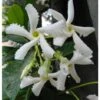Gelsomino Falso "Rhyncospermum Jasminoides" Pianta In Vaso H. 40/60 Cm Con Canna
