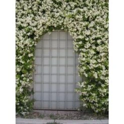 Gelsomino Falso "Rhyncospermum Jasminoides" Pianta In Vaso H. 40/60 Cm Con Canna -Negozio al dettaglio Evergreen 49284216 5