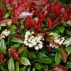 Photinia X Fraseri "Red Robin Compacta" Pianta Da Siepe Fotinia Compatta H. 20/40 Cm -Negozio al dettaglio Evergreen 50249808 3