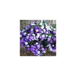 Pianta Di Brunfelsia In Vaso 24 Cm Foto Reali Piante Da Fiore -Negozio al dettaglio Evergreen 51324044 3