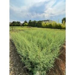 Tamarice Comune "Tamarix Gallica" Tamarisco Cipressina Pianta In Vaso 9 Cm -Negozio al dettaglio Evergreen 51393305 3