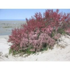 Tamarice Comune "Tamarix Gallica" Tamarisco Cipressina Pianta In Vaso 9 Cm -Negozio al dettaglio Evergreen 51393305 4