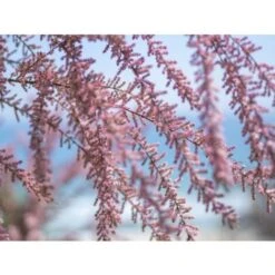 Tamarice Comune "Tamarix Gallica" Tamarisco Cipressina Pianta In Vaso 9 Cm -Negozio al dettaglio Evergreen 51393305 5