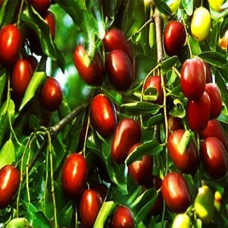 GIUGGIOLO 2 GIUGGIOLO - immagine 2