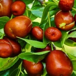 GIUGGIOLO 5 GIUGGIOLO -Negozio al dettaglio Evergreen 51774982 3