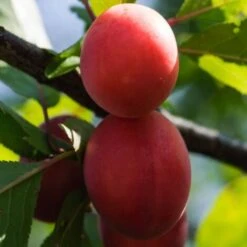 BIRICOCCOLO -Negozio al dettaglio Evergreen 52076824 3