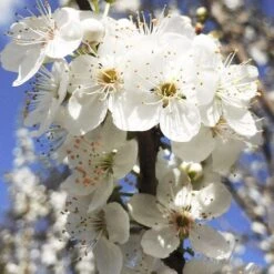 BIRICOCCOLO -Negozio al dettaglio Evergreen 52076824 4