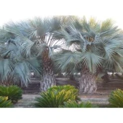 Palma Blu Del Messico "Brahea Armata" In Mastello 55 Cm H. 160/180 Cm -Negozio al dettaglio Evergreen 52882312 3