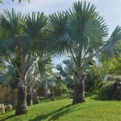 Palma Blu Del Messico "Brahea Armata" In Mastello 55 Cm H. 160/180 Cm -Negozio al dettaglio Evergreen 52882312 4