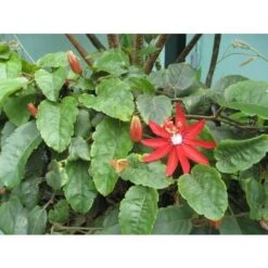 Passiflora Coccinea Pianta Rampicante In Vaso 9 Cm -Negozio al dettaglio Evergreen 53076559 4