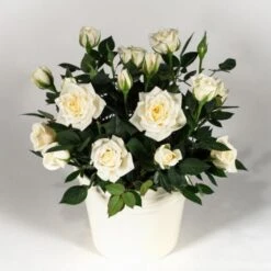 Rosa Bianca Tea Paesaggistica Pianta Di Rose In Vaso 16 Cm