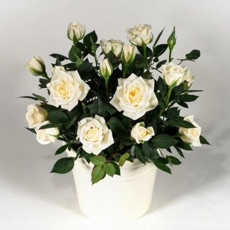 Rosa Bianca Tea Paesaggistica Pianta Di Rose In Vaso 16 Cm 1 Rosa Bianca Tea Paesaggistica Pianta Di Rose In Vaso 16 Cm