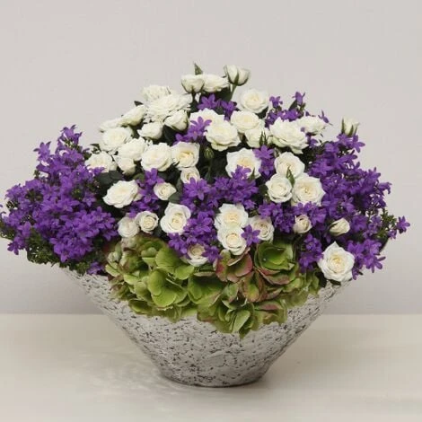 Rosa Bianca Tea Paesaggistica Pianta Di Rose In Vaso 16 Cm 2 Rosa Bianca Tea Paesaggistica Pianta Di Rose In Vaso 16 Cm - immagine 2