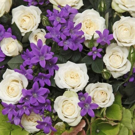 Rosa Bianca Tea Paesaggistica Pianta Di Rose In Vaso 16 Cm 3 Rosa Bianca Tea Paesaggistica Pianta Di Rose In Vaso 16 Cm - immagine 3