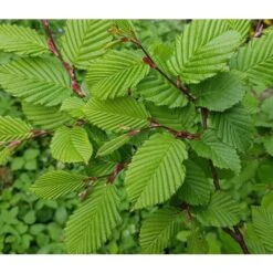 Carpino Bianco "Carpinus Betulus" Pianta Da Siepe In Vaso H. 80/100 Cm