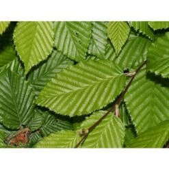 Carpino Bianco "Carpinus Betulus" Pianta Da Siepe In Vaso H. 80/100 Cm -Negozio al dettaglio Evergreen 53541805 3