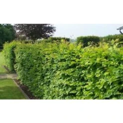 Carpino Bianco "Carpinus Betulus" Pianta Da Siepe In Vaso H. 80/100 Cm -Negozio al dettaglio Evergreen 53541805 4