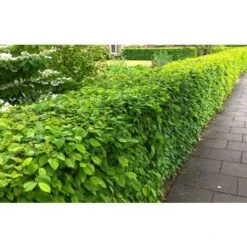 Carpino Bianco "Carpinus Betulus" Pianta Da Siepe In Vaso H. 80/100 Cm -Negozio al dettaglio Evergreen 53541805 5