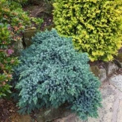 Ginepro Squamoso "Juniperus Squamata Blue Star" Pianta In Vaso 14 Cm -Negozio al dettaglio Evergreen 53920841 3