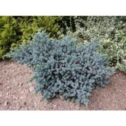 Ginepro Squamoso "Juniperus Squamata Blue Star" Pianta In Vaso 14 Cm -Negozio al dettaglio Evergreen 53920841 4