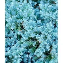 Ginepro Squamoso "Juniperus Squamata Blue Star" Pianta In Vaso 14 Cm -Negozio al dettaglio Evergreen 53920841 5