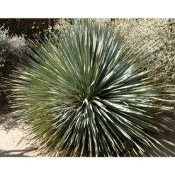 Dasylirion Serratifolium Palma Pianta In Vaso 40 Cm H. 80/100 Cm -Negozio al dettaglio Evergreen 56396969 3