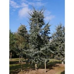 Cedro Del Libano Blu "Cedrus Libani Glauca" Pianta In Vaso 24 Cm H. 70/90 Cm -Negozio al dettaglio Evergreen 57047394 3