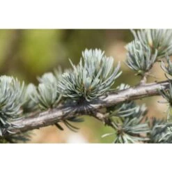 Cedro Del Libano Blu "Cedrus Libani Glauca" Pianta In Vaso 24 Cm H. 70/90 Cm -Negozio al dettaglio Evergreen 57047394 4