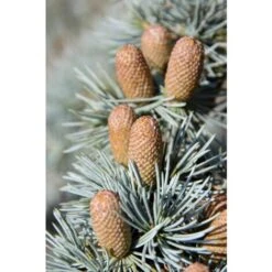 Cedro Del Libano Blu "Cedrus Libani Glauca" Pianta In Vaso 24 Cm H. 70/90 Cm -Negozio al dettaglio Evergreen 57047394 5