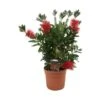 Callistemone "Callistemon Leavis" Pianta In Vaso 17 Cm H. 80/100 Cm