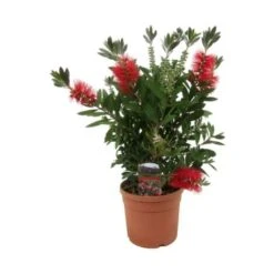Callistemone "Callistemon Leavis" Pianta In Vaso 17 Cm H. 80/100 Cm